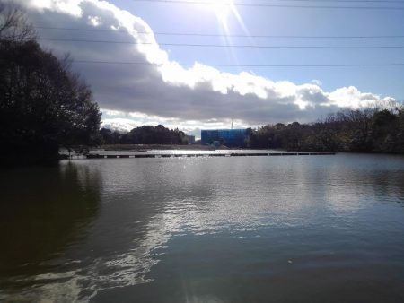 大安トラウトレイク 釣果